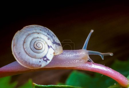 Photo for Monacha cartusiana - a mollusk with a parasite in a growth on the eye crawls along a green leaf, Ukraine - Royalty Free Image