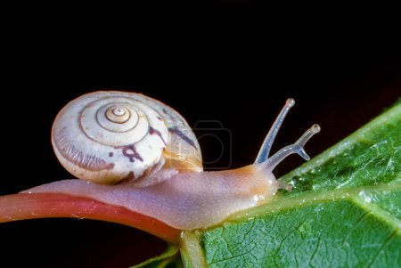 Photo for Monacha cartusiana - a mollusk with a parasite in a growth on the eye crawls along a green leaf, Ukraine - Royalty Free Image