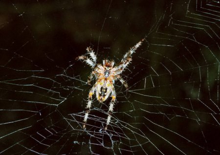 Photo for European garden spider (Araneus diadematus), spider on a hunting web from the abdomen, southern Ukraine - Royalty Free Image