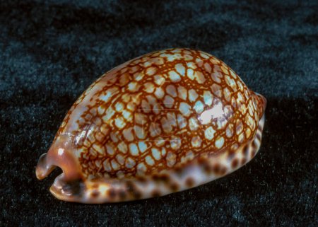 Foto de La cáscara brillante del molusco gasterópodo jalá sp. - Imagen libre de derechos