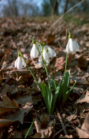 Photo for Galanthus elwesii (Elwes's, greater snowdrop), medium shot of blooming snowdrops in the wild, Ukraine - Royalty Free Image