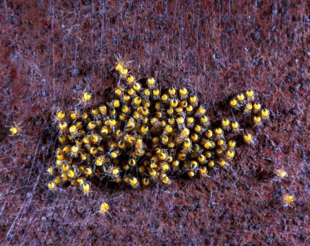 Photo for Yellow spiderlings, probably Araneus, or Garden Cross Spiders of the Orb Weaver family, gather together for protection - Royalty Free Image