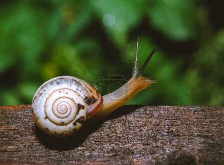 Photo for Monacha cartusiana - a mollusk crawls on green leaves in a garden, Ukraine - Royalty Free Image