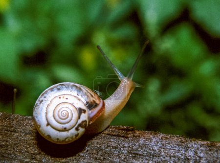 Photo for Monacha cartusiana - a mollusk crawls on green leaves in a garden, Ukraine - Royalty Free Image