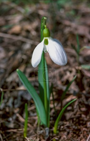 Photo for Galanthus elwesii (Elwes's, greater snowdrop), medium shot of blooming snowdrops in the wild, Ukraine - Royalty Free Image