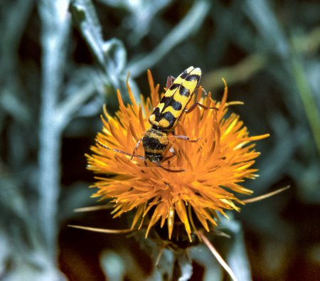 Téléchargez les photos : Le longicorne (Leptura quadrifasciata), coléoptère jaune à rayures noires sur une fleur jaune mange du pollen, Ukraine - en image libre de droit