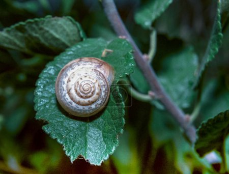 Photo for Terrestrial pulmonate gastropod mollusk (Monacha cartusiana), land mollusk on a green leaf, Ukraine - Royalty Free Image