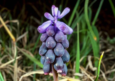 Téléchargez les photos : Muscari botryoides - groupe de plantes aux fleurs bleues en forme de grappe, Ukraine - en image libre de droit