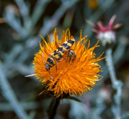 Téléchargez les photos : Le longicorne (Leptura quadrifasciata), coléoptère jaune à rayures noires sur une fleur jaune mange du pollen, Ukraine - en image libre de droit