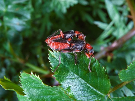 Téléchargez les photos : Coléoptère solitaire Cantharis fusca - accouplement de coléoptères à corps mou sur une feuille de plante dans la nature, dans le sud de l'Ukraine - en image libre de droit