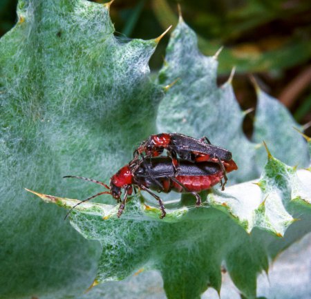 Téléchargez les photos : Coléoptère solitaire Cantharis fusca - accouplement de coléoptères à corps mou sur une feuille de plante dans la nature, dans le sud de l'Ukraine - en image libre de droit