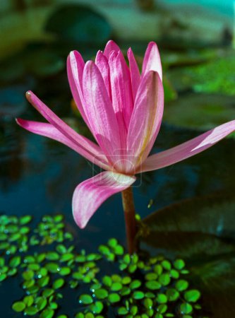 Téléchargez les photos : Lys rose fleur dans un étang artificiel peu profond - en image libre de droit