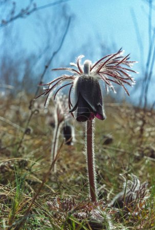 Eastern pasqueflower (Pulsatilla patens), early flowering endangered plant in the south of Ukraine