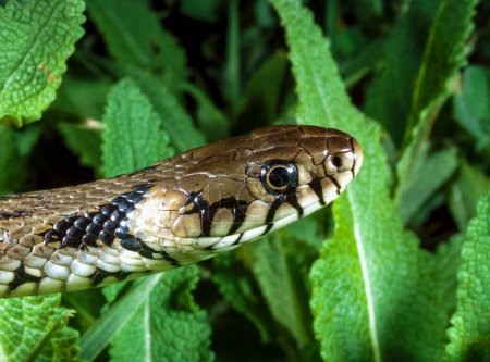 Photo for The dice snake (Natrix tessellata), close-up of a water snake's head against a background of vegetation - Royalty Free Image