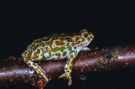 Foto de Sapo verde europeo (Bufotes viridis), la especie de anfibio más común en el sur de Ucrania, disminuyendo en número - Imagen libre de derechos