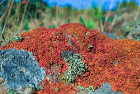 Photo for Orange and gray lichens on coastal limestone stones and rocks in Karadag - Royalty Free Image