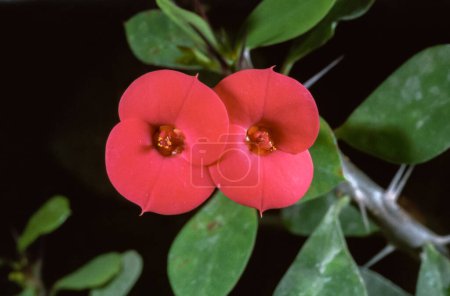 Foto de Euphorbia milii (también conocida como la corona de espinas, planta de Cristo), Una planta con flores en la familia de las salchichas Euphorbiaciae - Imagen libre de derechos