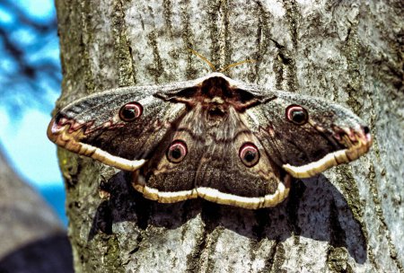 Photo for Giant emperor moth (Saturnia pyri), the largest Red Book butterfly in the spring in the south of Ukraine - Royalty Free Image