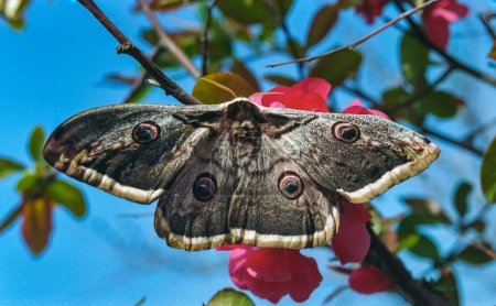 Téléchargez les photos : Le papillon géant de l'empereur (Saturnia pyri), le plus grand papillon du Livre rouge au printemps dans le sud de l'Ukraine - en image libre de droit