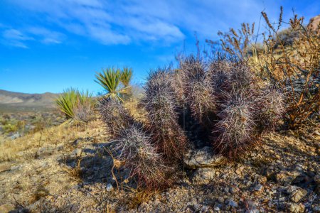 Photo for Landscape of a stone desert, Group of cacti among stones -Echinocereus engelmanii, Joshua Tree National Park, California - Royalty Free Image