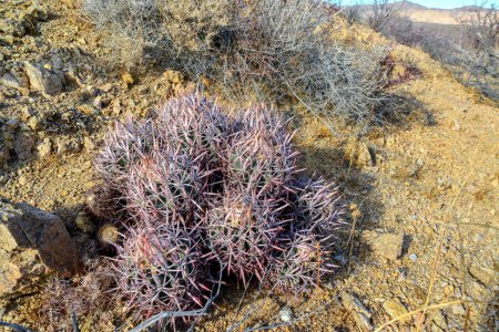 Echinocactus polycephalus, Baumwollkaktus, Vielköpfiger Barrel Cactus, Cannonball Cactus. Kakteen in der Wüste von Arizona. 