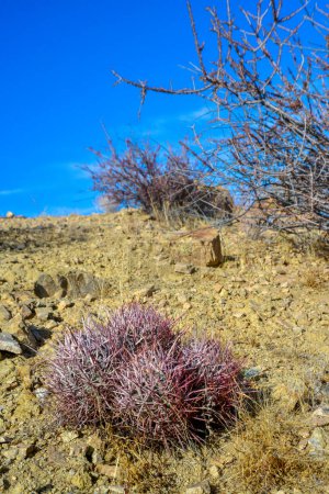 Echinocactus polycephalus, Cottontop Cactus, Many-headed Barrel Cactus, Cannonball Cactus. Cacti in the Arizona desert. 