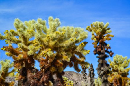 Photo for Teddy bear cholla (Cylindropuntia bigelovii). Cholla Cactus Garden at Joshua Tree National Park,  California - Royalty Free Image