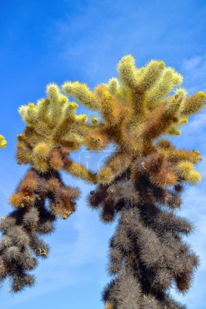 Photo for Teddy bear cholla (Cylindropuntia bigelovii). Cholla Cactus Garden at Joshua Tree National Park. California - Royalty Free Image
