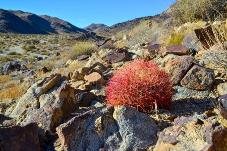Photo for Desert mountain landscape with cacti. Desert barrel cactus Ferocactus cylindraceus, Joshua Tree National Park, south California - Royalty Free Image