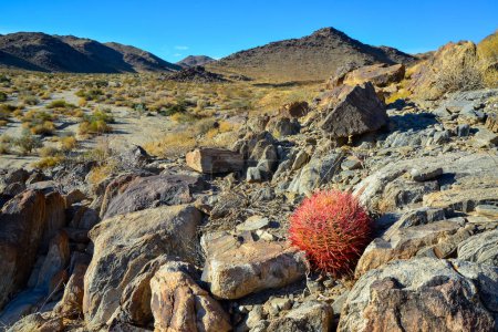 Photo for Desert mountain landscape with cacti. Desert barrel cactus Ferocactus cylindraceus, Joshua Tree National Park, south California - Royalty Free Image