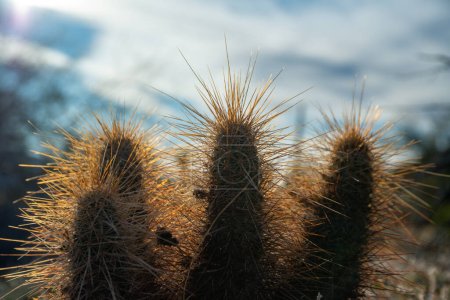 Foto de Cactus de erizo de Nichol, cactus de erizo dorado (Echinocereus nicholii), Paisaje del desierto con cactus, Arizona, EE.UU. - Imagen libre de derechos