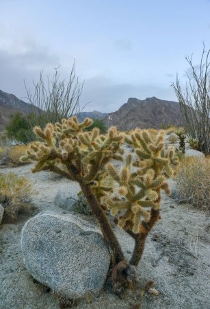 Photo for Landscape of stone desert with cacti, Teddy bear cholla (Cylindropuntia bigelovii). Joshua Tree National Park, California - Royalty Free Image