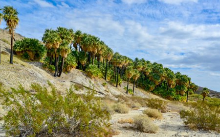 Photo for Palm trees rise in the desert at Thousand Palms Oasis near Coachella Valley Preserve. Villis palms oasis.  California - Royalty Free Image