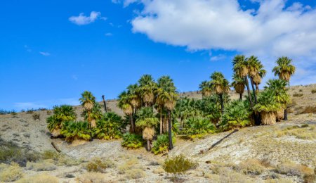 Photo for Palm trees rise in the desert at Thousand Palms Oasis near Coachella Valley Preserve. Villis palms oasis.  California - Royalty Free Image
