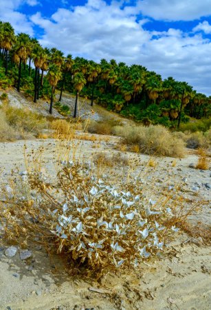 Photo for Stone desert landscape with dry desert plants, in the background Palm trees rise in the desert at Thousand Palms Oasis near Coachella Valley Preserve - Royalty Free Image