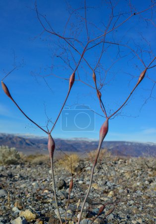 Photo for Umbrella Plant, Bladder Stem -  Eriogonum inflatum, the desert trumpet, is a perennial plant of the family Polygonaceae - Royalty Free Image