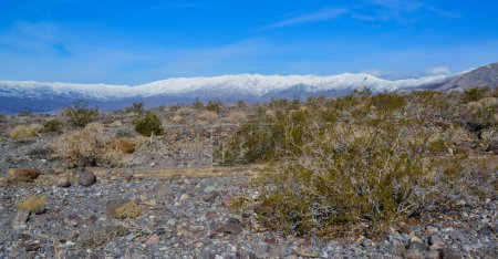 Photo for Landscape of a valley overgrown with desert vegetation and cacti in the rock desert in California, mountains in the background - Royalty Free Image