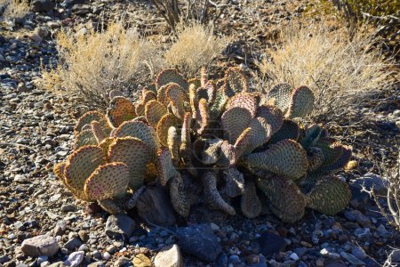 Foto de Cactus en el desierto de piedra en las estribaciones, Pera espinosa dorada (Opuntia aurea, O. basilaris var. aurea), California - Imagen libre de derechos