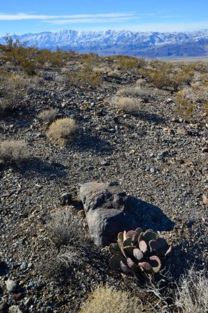 Foto de Cactus en el desierto de piedra en las estribaciones, Pera espinosa dorada (Opuntia aurea, O. basilaris var. aurea), California - Imagen libre de derechos