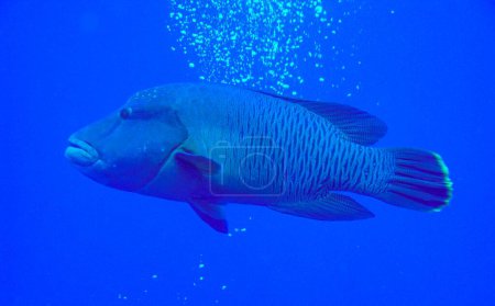 Photo for Napoleon Wrasse (or humphead wrasse), Cheilinus undulatus at Reef, Red Sea, Egypt - Royalty Free Image