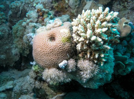 Foto de Arrecife de coral en el Mar Rojo, corales blandos y duros crecen lado a lado en el arrecife, Egipto - Imagen libre de derechos