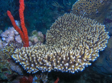 Foto de Acropora variabilis - coral de mesa en un arrecife en el Mar Rojo - Imagen libre de derechos