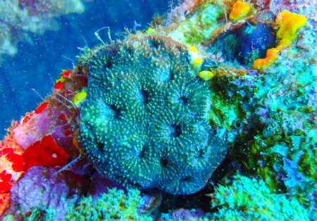 Foto de Arrecife de coral en el Mar Rojo, diferentes tipos de corales blandos y calcáreos en una roca bajo el agua, Egipto Mar Rojo - Imagen libre de derechos