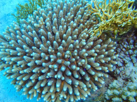 Foto de Acropora gemmifera - coral calcáreo en un arrecife en el Mar Rojo, Egipto - Imagen libre de derechos