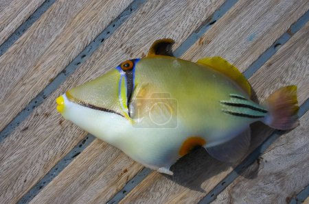 Photo for Arabian Picasso triggerfish (Rhinecanthus assasi), fish on the deck of a boat caught in the Red Sea - Royalty Free Image