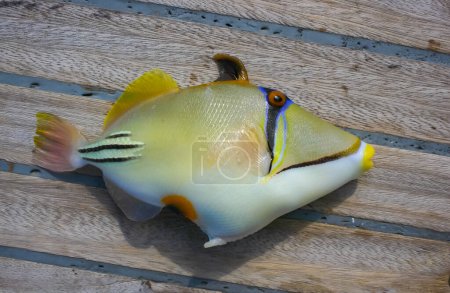 Photo for Arabian Picasso triggerfish (Rhinecanthus assasi), fish on the deck of a boat caught in the Red Sea - Royalty Free Image