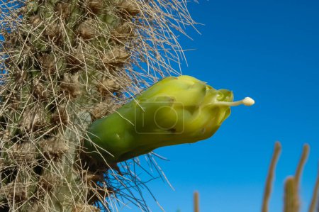 Téléchargez les photos : Cactus à fleurs Cereus sp. à l'intérieur d'un jardin d'hôtel à Hurghada, Égypte - en image libre de droit