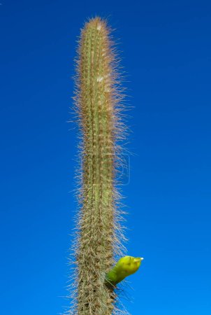 Téléchargez les photos : Cactus à fleurs Cereus sp. à l'intérieur d'un jardin d'hôtel à Hurghada, Égypte - en image libre de droit