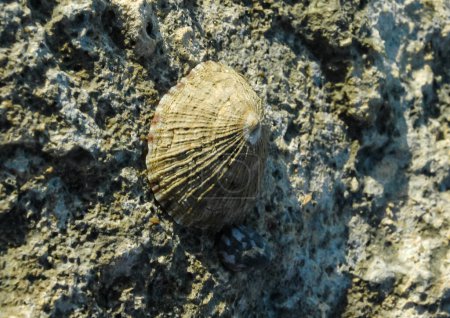 Photo for Glossy limpet (Cellana rota) - A gastropod attached to a rock on a rock on the shore near Hurghada, Egypt - Royalty Free Image