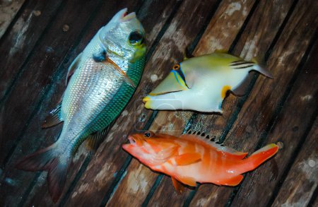 Photo for Red and yellow tropical fish on the deck of a boat, caught in the Red Sea - Royalty Free Image